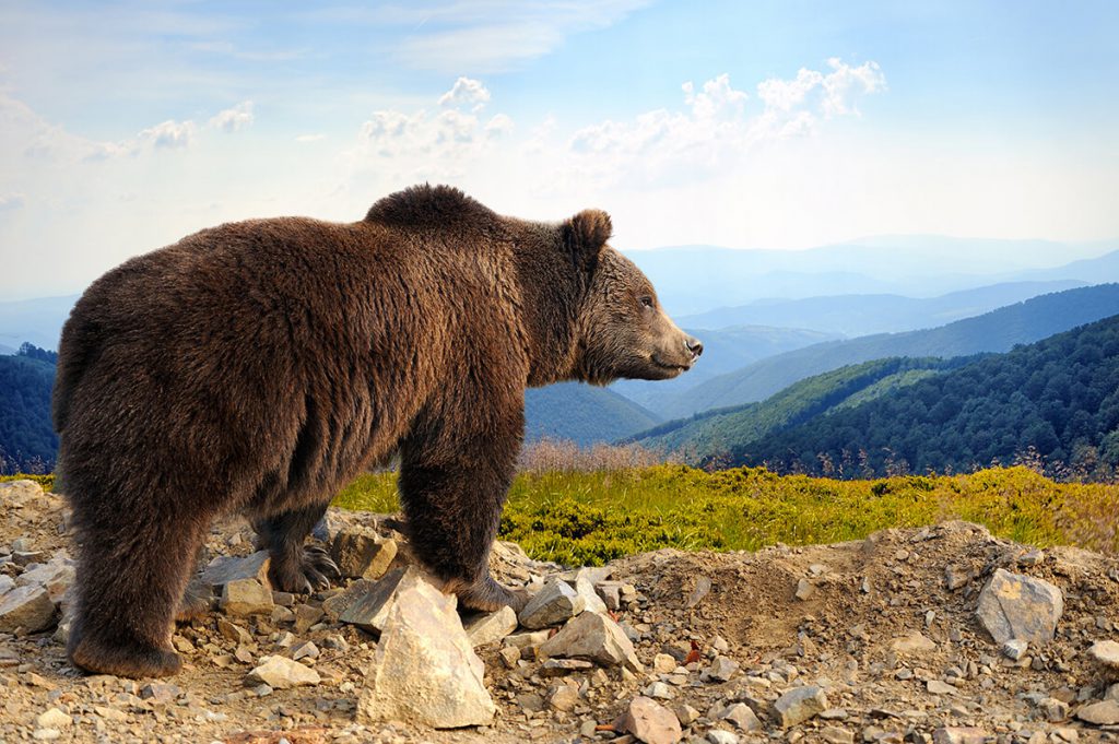 brown bear on mountain top
